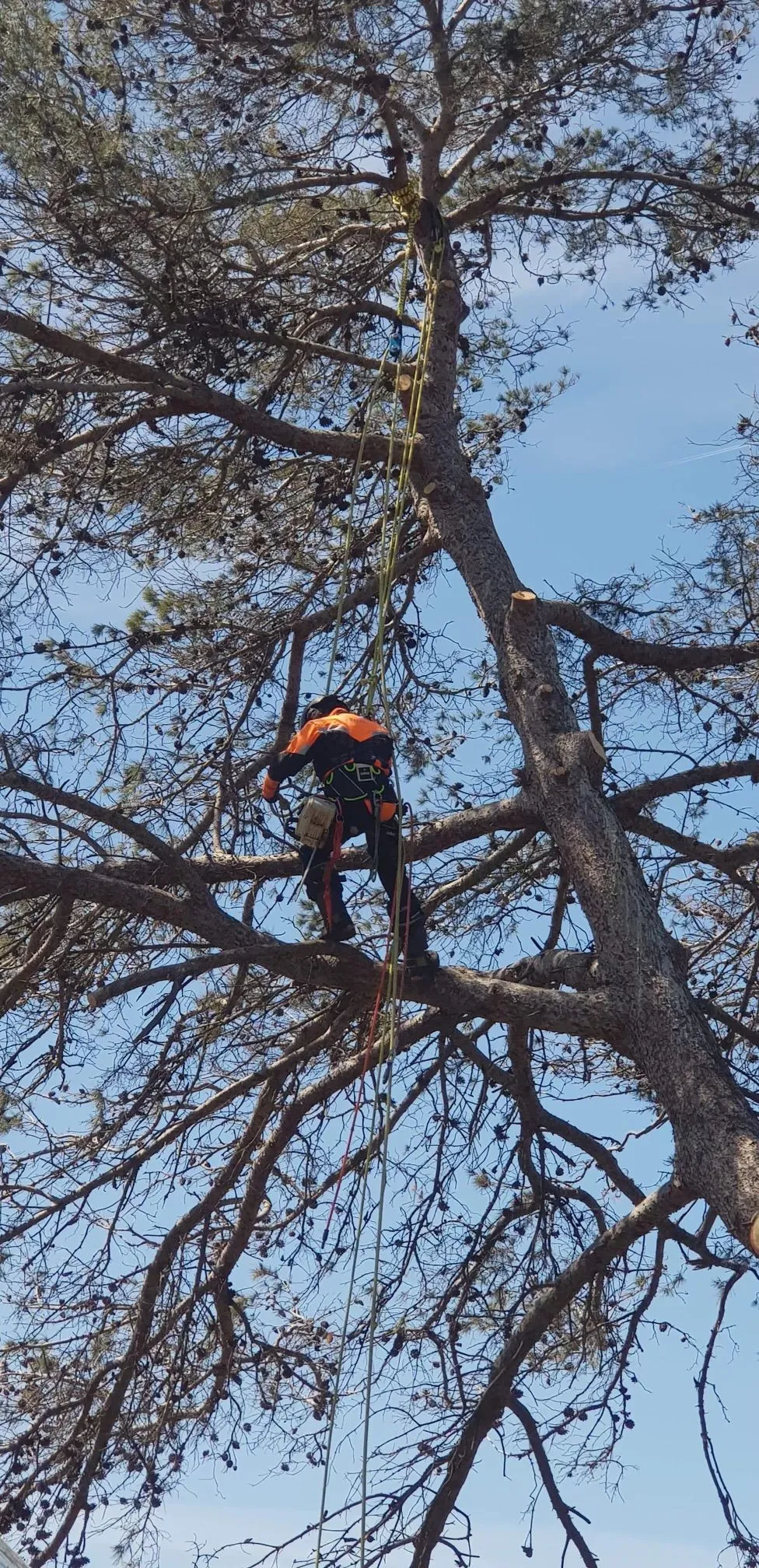 Élagage d'arbres