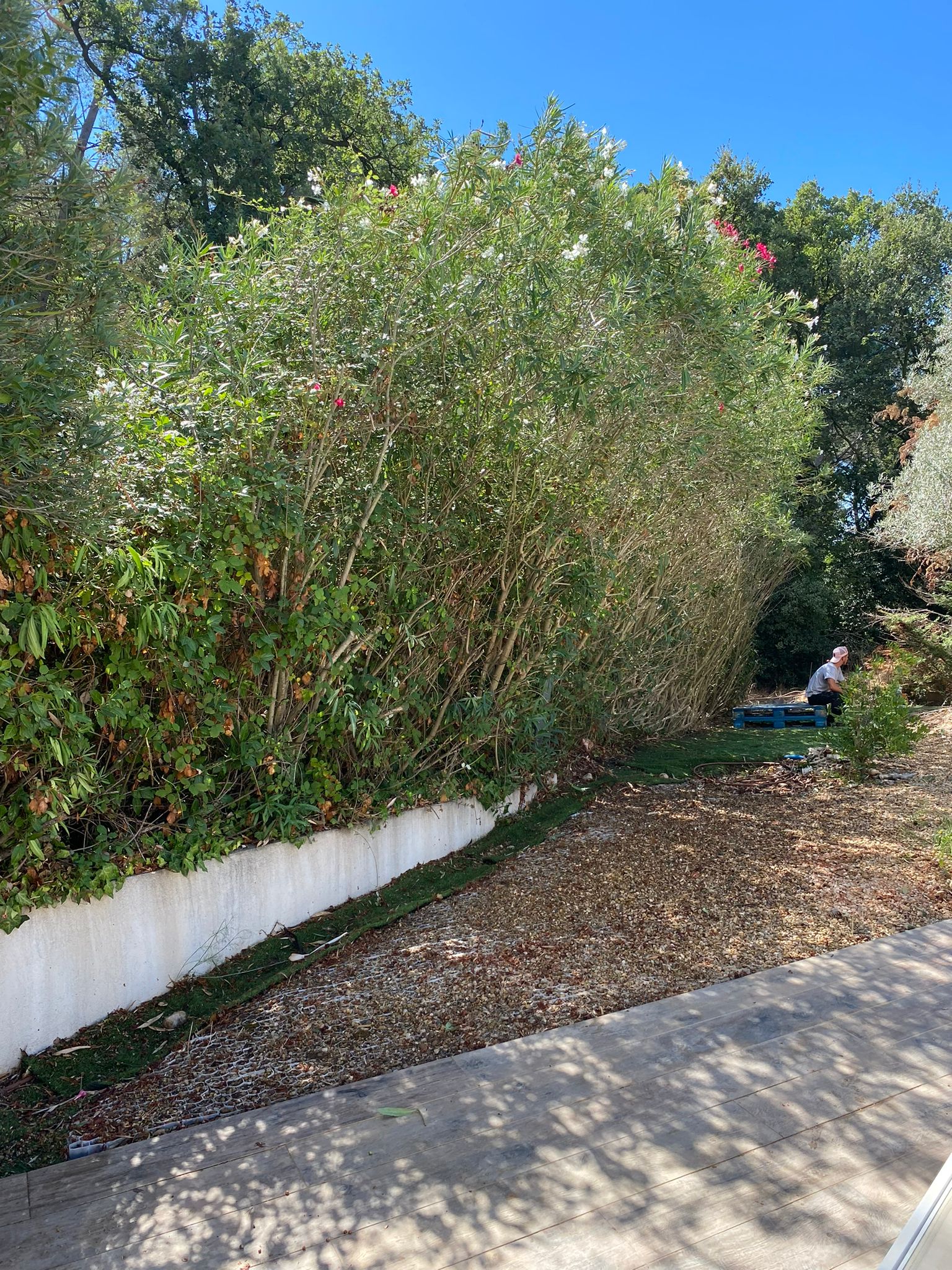 Taille de haie sur 80m